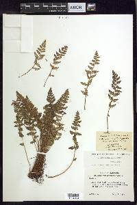 Woodsia scopulina image