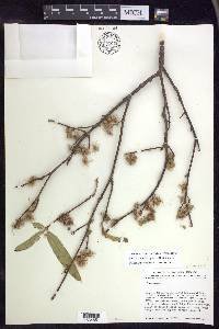 Lasiocarpus ferrugineus image