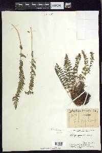 Woodsia fragilis image