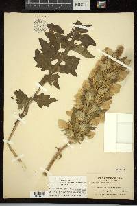Acanthus hungaricus image