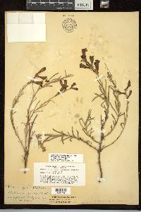 Penstemon heterophyllus var. purdyi image