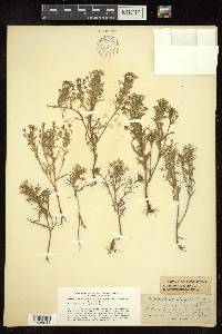 Orthocarpus erianthus var. roseus image