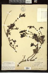 Penstemon menziesii image