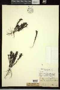 Gratiola subulata image