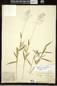 Panicum acuminatum image