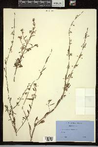 Scoparia dulcis image
