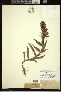 Penstemon secundiflorus image