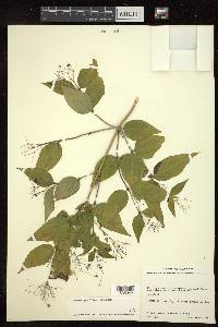 Bouvardia gracilipes image