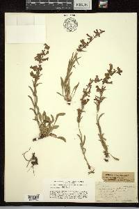 Penstemon confertus image