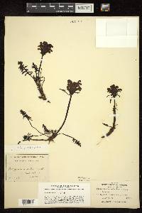 Pedicularis sudetica subsp. pacifica image