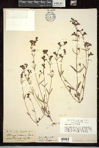 Collinsia arvensis image