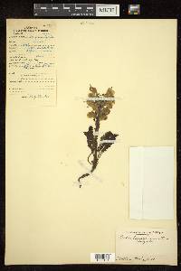 Pedicularis bicornuta image