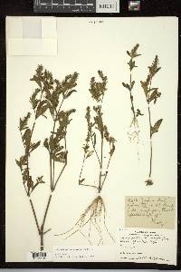 Justicia quinqueangularis image
