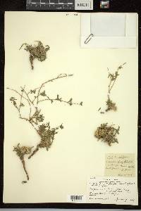 Blepharis integrifolia image