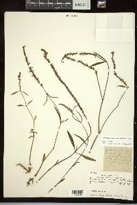 Justicia quinqueangularis image