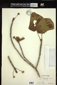 Haldina cordifolia image