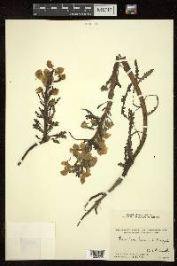 Pedicularis bicornuta image