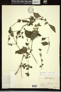 Hypoestes triflora image