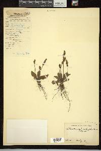 Plantago brachyphylla image