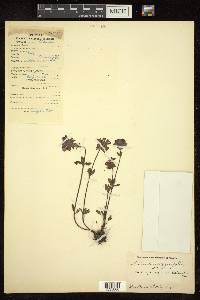 Pedicularis brevifolia image