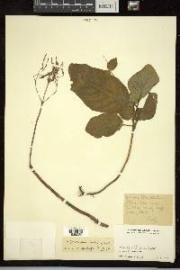 Didymocarpus hookeri image