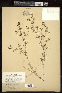 Galium trifidum image