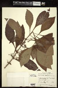 Hoffmannia cuneatissima image