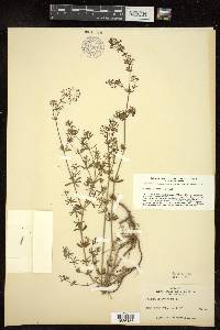 Galium pumilum image