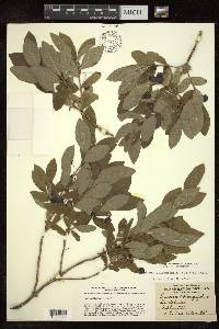 Lonicera oblongifolia image