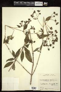 Leptodermis lanceolata image