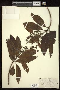 Wendlandia bicuspidata image