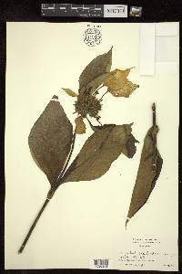 Image Associated With the Occurence
