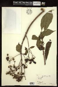 Image Associated With the Occurence