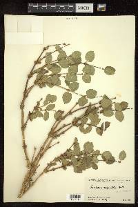 Lonicera asperifolia image