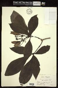 Neohymenopogon parasiticus image