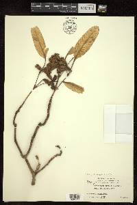Neohymenopogon parasiticus image