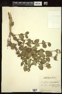 Lonicera asperifolia image