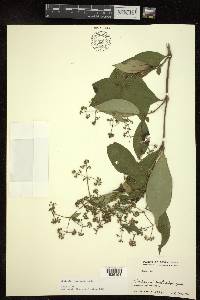 Dimetia scandens image