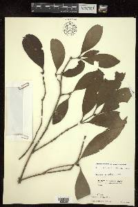 Ixora subsessilis image