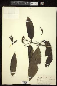 Tarenna asiatica image