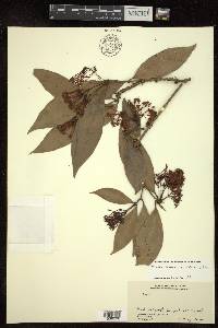 Ixora subsessilis image