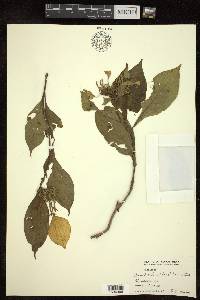 Image Associated With the Occurence