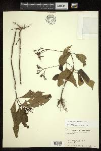Ophiorrhiza oppositiflora image