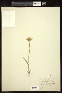 Arnica alpina image