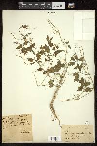 Cyclanthera naudiniana image