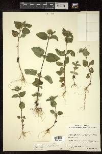 Ageratum conyzoides subsp. latifolium image