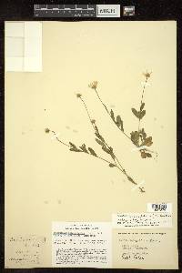 Astranthium integrifolium subsp. integrifolium image