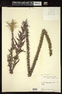 Lobelia fenestralis image