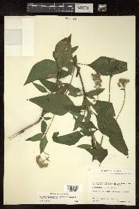 Ageratum rugosum image