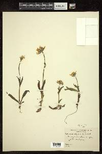 Arnica alpina image